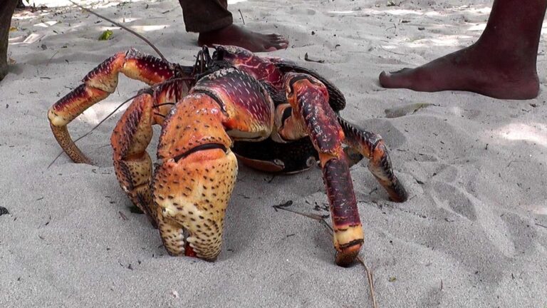 Coconut Crab Facts